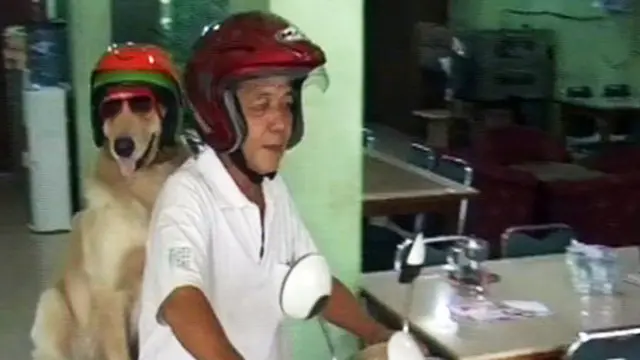 Ace, Si Anjing Penyuka Keliling Kota Dengan Motor