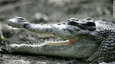 Dalam hitungan detik, sang buaya menyantap anjing tersebut dengan tanpa perlawanan.