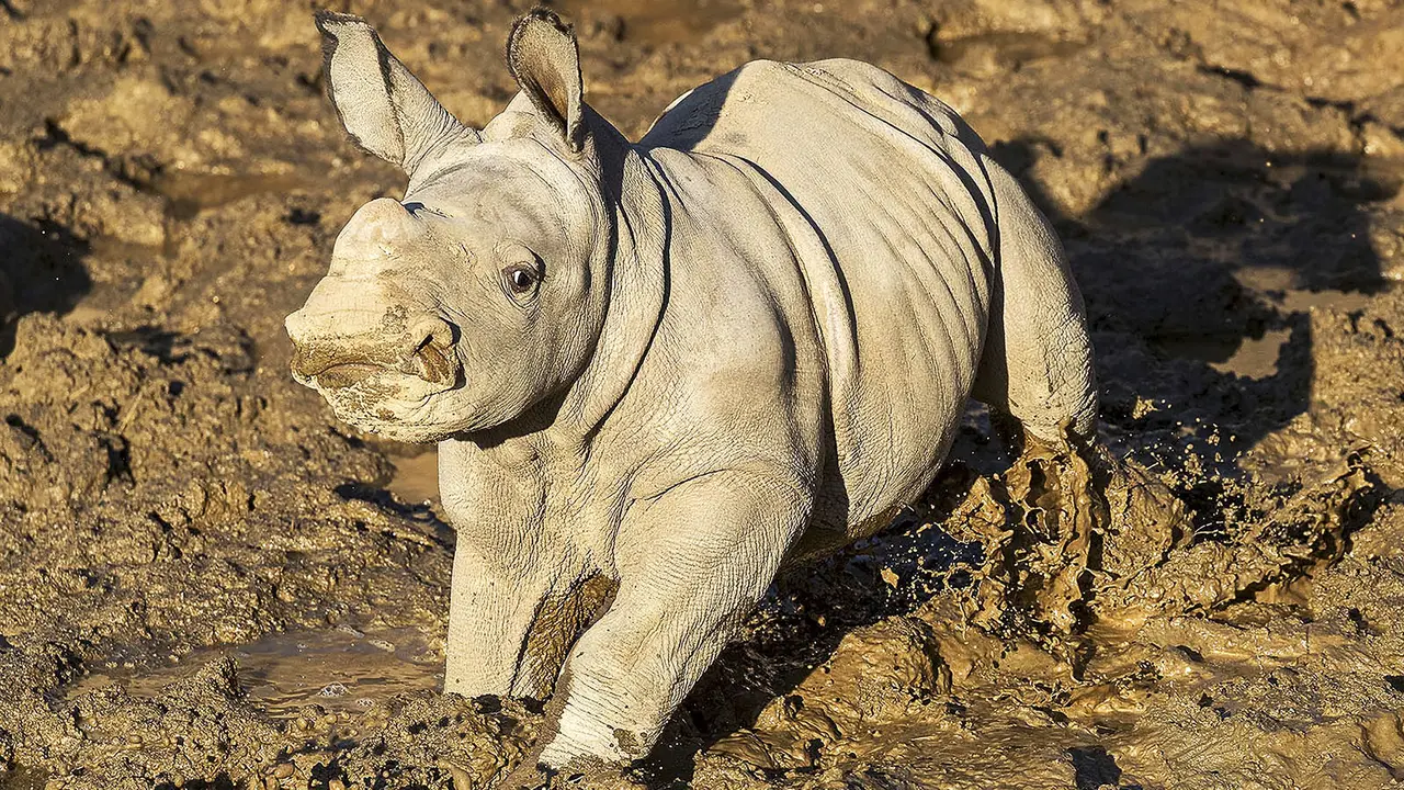Seekor badak putih lahir di San Diego Zoo Safari Park pada 21 November 2019 diberi nama Future. (Ken Bohn/San Diego Zoo via AP)