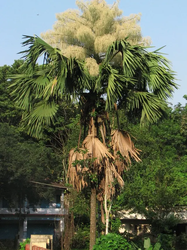 [Bintang] Bunga Terbesar di Dunia