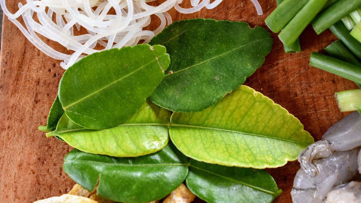 Cara Menghilangkan Rasa Pahit Daun Jeruk Purut Bubuk, Simak Triknya