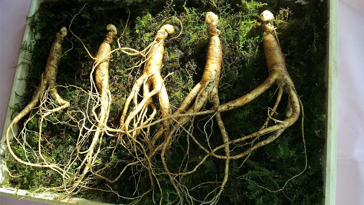 Ilustrasi ginseng