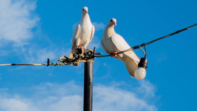 7 Arti Mimpi Burung Merpati, Jadi Pertanda Bertemu Jodoh?