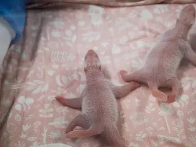 Dua bayi panda terlihat tak lama setelah kelahiran mereka di Brugelette, Belgia (9/8/2019). Taman margasatwa Pairi Daiza mengatakan Hao Hao, seekor panda yang dipinjamkan dari China pada tahun 2014, telah melahirkan dua bayi panda yang sehat dan saat ini dirawat. (Photo by Handout/Belga/AFP)