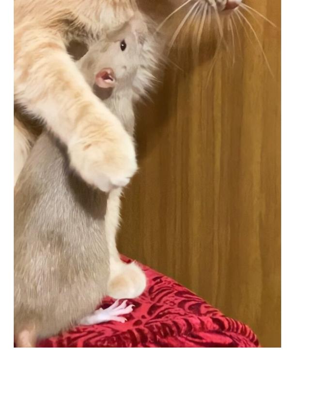 Bikin Heran, Kisah Persahabatan Kucing dan Tikus Ini Unik Banget