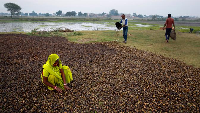 Warga desa memanen kastenye air dari sebuah kolam di Kanpur, Uttar Pradesh, India, Rabu (4/12/2019). Kastanye melambangkan bentuk bokong yang tak melulu sepenuhnya bulat. (AP Photo/Rajesh Kumar Singh)