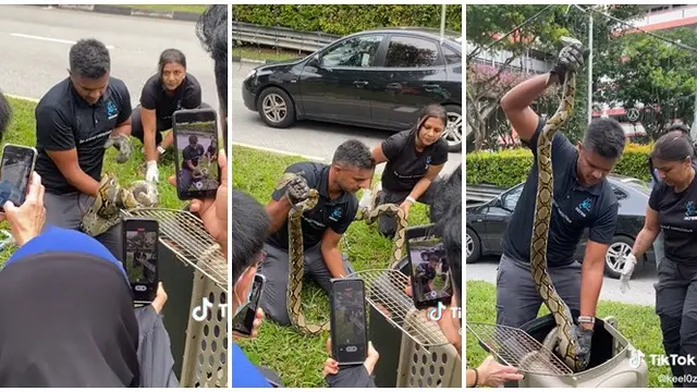 Viral Upaya Penyelamatan Ular di Kabel Lampu Taman Ini Bikin Ikut Deg-degan