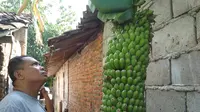 Dengan jumlah yang diperkirakan mencapai seribu buah pisang, panjang tandan pisang menjuntai hingga 2 meter. (Liputan6.com/Panji Prayitno)