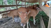 Peternakan sapi di Riau. (Liputan6.com/M Syukur)
