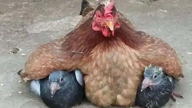 7 Potret Nyeleneh Hewan Salah Asuh, Ada Kucing yang Menyusu dengan Monyet