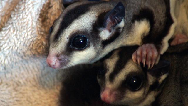 Sugar glider