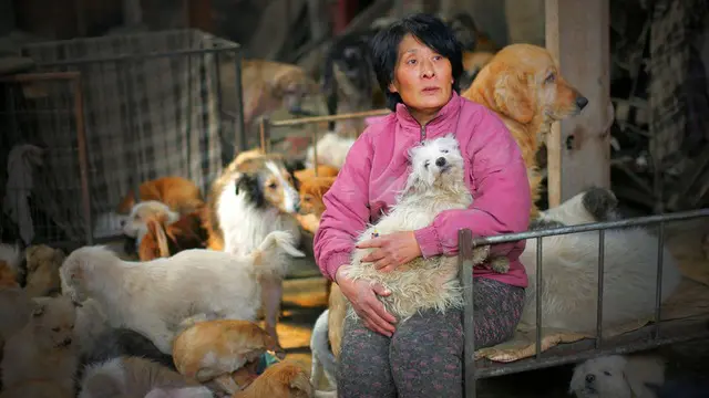 Wanita Ini Habis Ratusan Juta Demi Ribuan Anjing