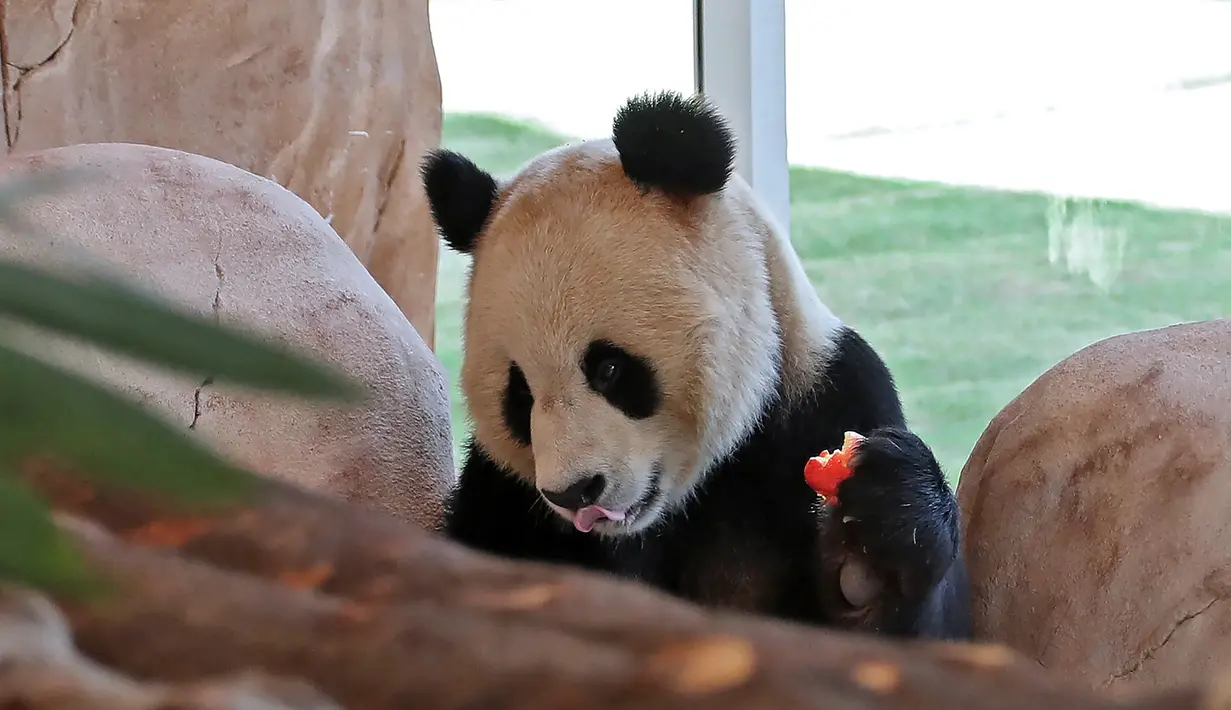 Seekor panda raksasa China difoto di dalam kandang di Rumah Panda di Al Khor Park, dekat Doha, Qatar, Rabu (19/10/2022). Mereka akan tinggal di kandang dalam ruangan yang dirancang untuk menduplikasi kondisi di hutan lebat provinsi pegunungan Sichuan di China. (Photo by DENOUR / AFP)