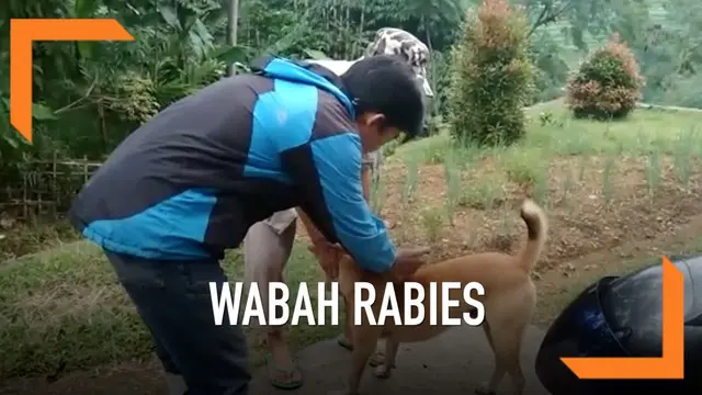 Sudah 22 orang digigit anjing dan kucing meski negatif terjangkit rabies Pemkab Bandung barat memburu hewan-hewan liar untuk divaksinasi