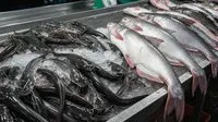 Perbandingan Ternak Ikan Lele dan Patin: Mana yang Lebih Menguntungkan Dibudidaya?