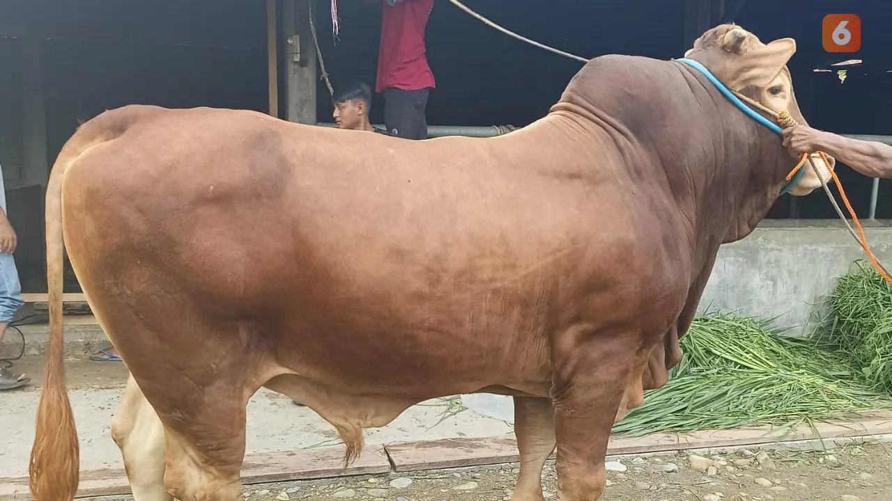Sapi kurban Jokowi