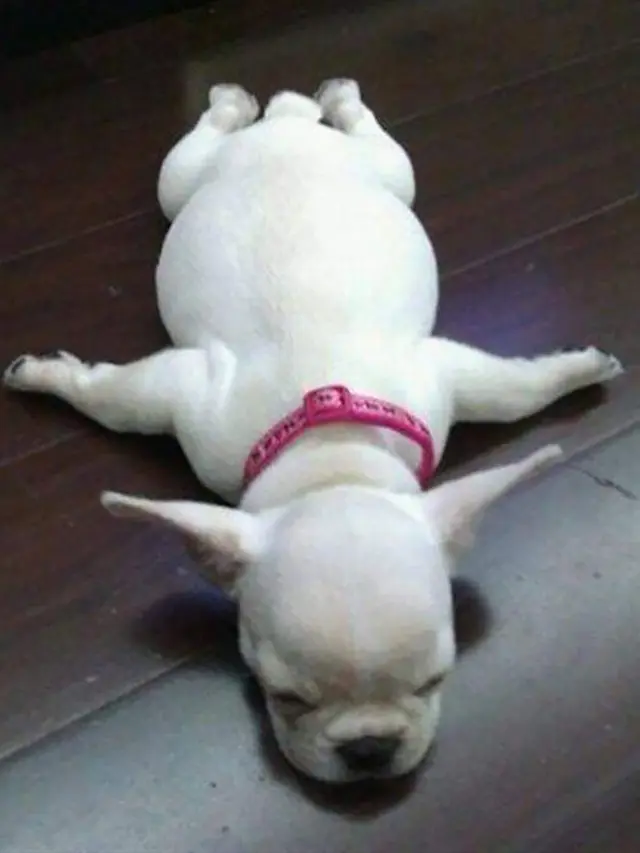 7 Potret Kocak Anjing Saat Tidur Ini Bikin Gemas