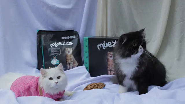 Kucing Mendadak Malas Main, 5 Hal Ini Bisa Jadi Penyebabnya