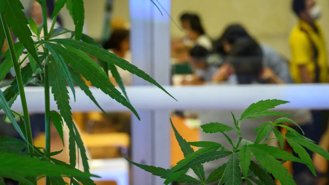 Klinik Pengobatan Berbasis Ganja