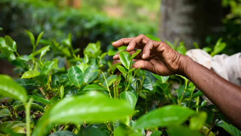 Ilustrasi kebun teh