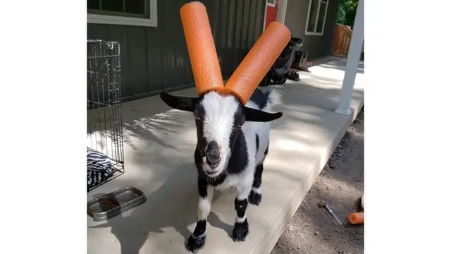 6 Potret Aksesoris Untuk Tanduk Kambing Ini Unik Banget