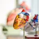 Jantung sehat kolesterol juga aman (Foto: Unsplash.com/jesse orrico)