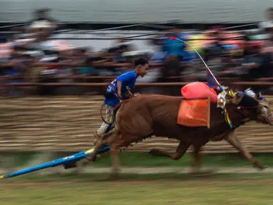 Seorang pemuda mengendarai kereta yang ditarik oleh dua ekor sapi jantan selama kompetisi balap banteng Karapan Sapi di Bangkalan, pulau Madura, Jawa Timur, Minggu (16/10/2022). Lomba karapan sapi yang memperebutkan Piala Presiden itu diikuti 24 pasang sapi dari sejumlah daerah di Madura. (Juni Kriswanto/AFP)