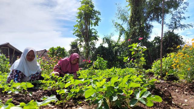 Permintaan Sayur Organik Hingga Hidroponik Meningkat Saat Pandemi Covid 19 Surabaya Liputan6 Com