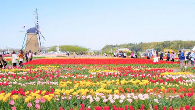 Warga Langgar Karantina Datangi Festival Bunga, 800 Ribu Tulip Dihancurkan Pemerintah Jepang
