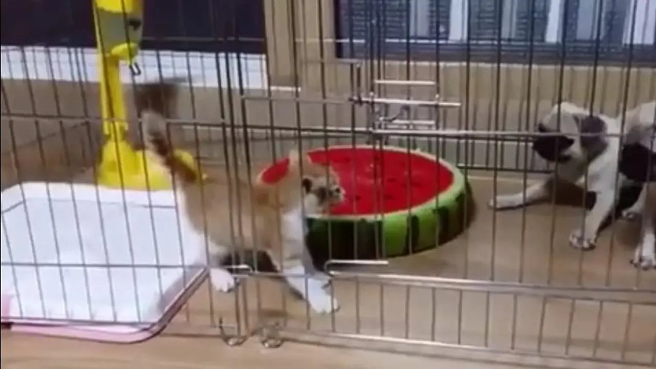 [Bintang] Anjing dan anak kucing