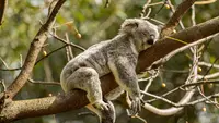 10 Animals that Love Sleeping, Some Even Up to 22 Hours A Day!