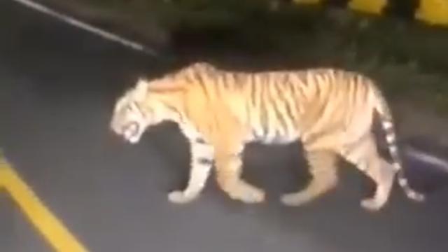 harimau Sumatera yang terekam oleh warga melintas di Jalan Lintas Barat, Lampung. Foto (Istimewa)