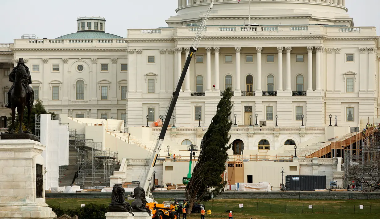 Sejumlah pekerja mengangkat pohon natal setinggi delapan puluh kaki menggunakan alat berat di halaman sebelah barat Gedung Capitol US di Washington, AS (28/11). Pohon tersebut dipasang untuk menyambut natal Desember nanti. (Reuters/Gary Cameron)
