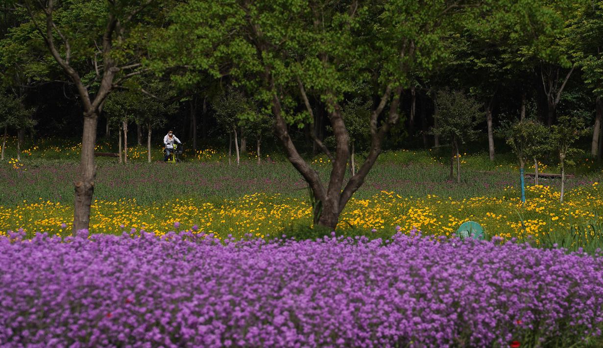 FOTO Melihat Ladang Bunga  di Taman Hutan Gunung San Tai 