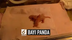 Bayi panda paling ringan di dunia lahir di China. Bayi panda bernama Chengfeng lahir dengan bobot hanya 42,8 gram.