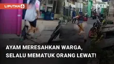 Aksi ini direkam oleh pemilik dalam media sosial pribadi miliknya. Diketahui, tempat 'kediaman; ayam tersebut berada di kawasan Cakung, Jakarta Timur