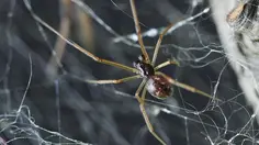 Mengenal Huntsman, Laba-laba Tercepat di Dunia