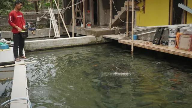 Ikan Dewa