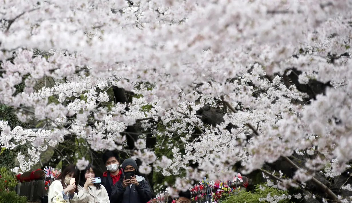 Orang-orang yang memakai masker berjalan-jalan di bawah bunga sakura yang mekar penuh di Kuil Zojoji, Tokyo, Jepang, Selasa (29/3/2022). (AP Photo/Koji Sasahara)