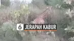 JERAPAH KABUR