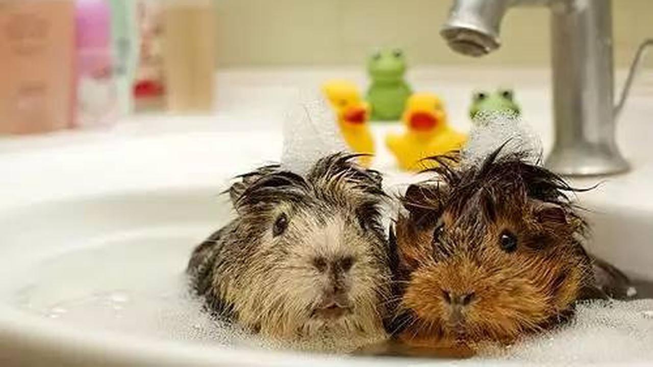 Arti Kata Absurd yang Jarang Diketahui, Lengkap dengan Contoh Penggunaannya