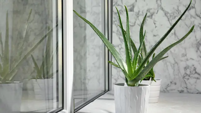 ilustrasi bunga hias/New Africa/shutterstock