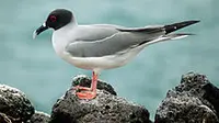 4 Juni 1968: Dianggap Hama, Burung Camar Dibasmi Oleh Otoritas di Kota Dover