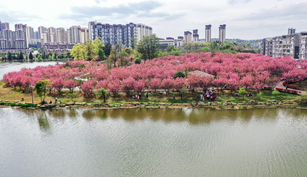 Keindahan bunga sakura bermekaran menjadi daya tarik sendiri bagi warga di China. (STR/AFP)