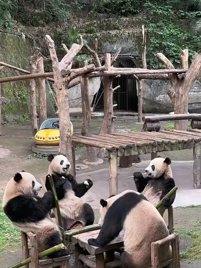 Panda di China Seperti Manusia