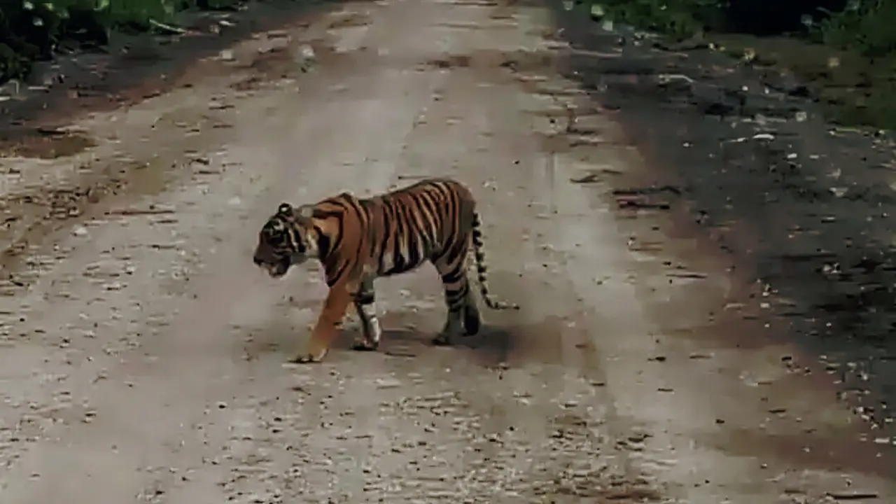 Harimau Sumatera