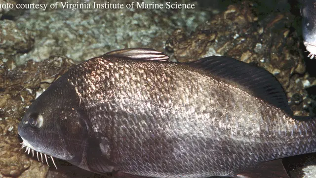 Ikan Black Drum