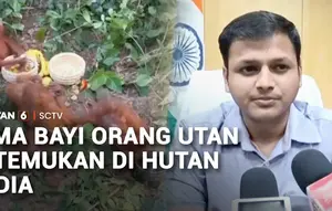Lima Bayi Orang Utan Ditemukan di Hutan India