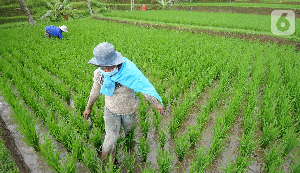 Aktivitas petani di sela tanaman padi jenis IR64 di Jatiluwih, Tabanan, Bali, Minggu (5/9/2021). Seiring berakhirnya masa panen dan memasuki masa tanam padi, Badan Pusat Statistik (BPS) mencatat harga beras semua kualitas terjadi kenaikan pada Agustus 2021. (merdeka.com/Arie Basuki)