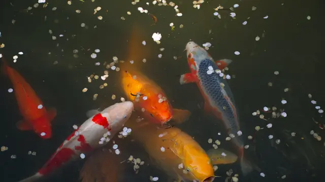 ilustrasi jenis ikan koi/Joshua Slate/unsplash